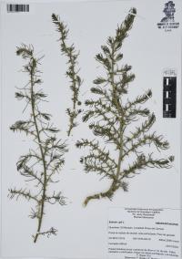Salsola kali image